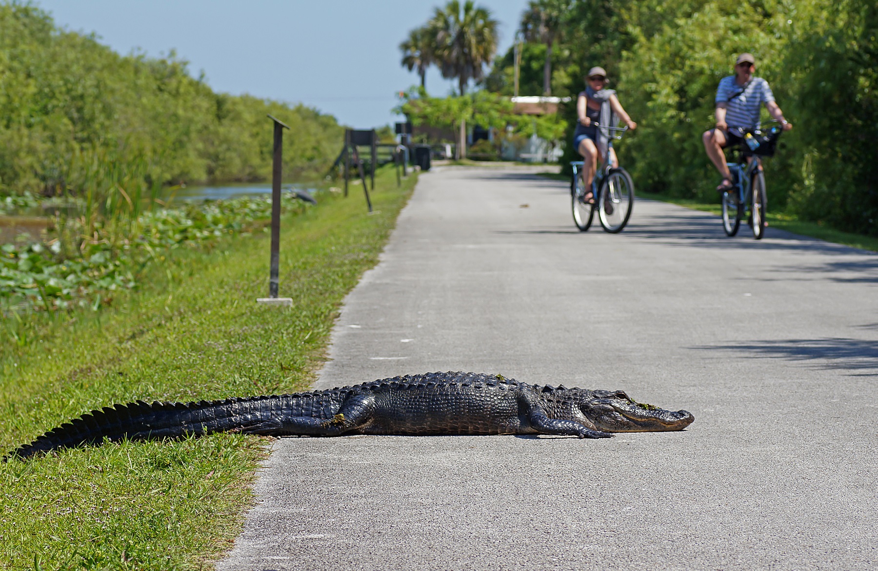 Miami Everglades Tours Airboat Go for a ride on shark valley bike trail