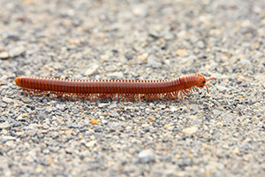 A slow-moving millipede.