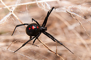 A female black widow spider.