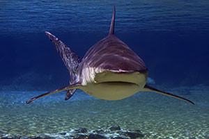 Bull sharks can live in freshwater.