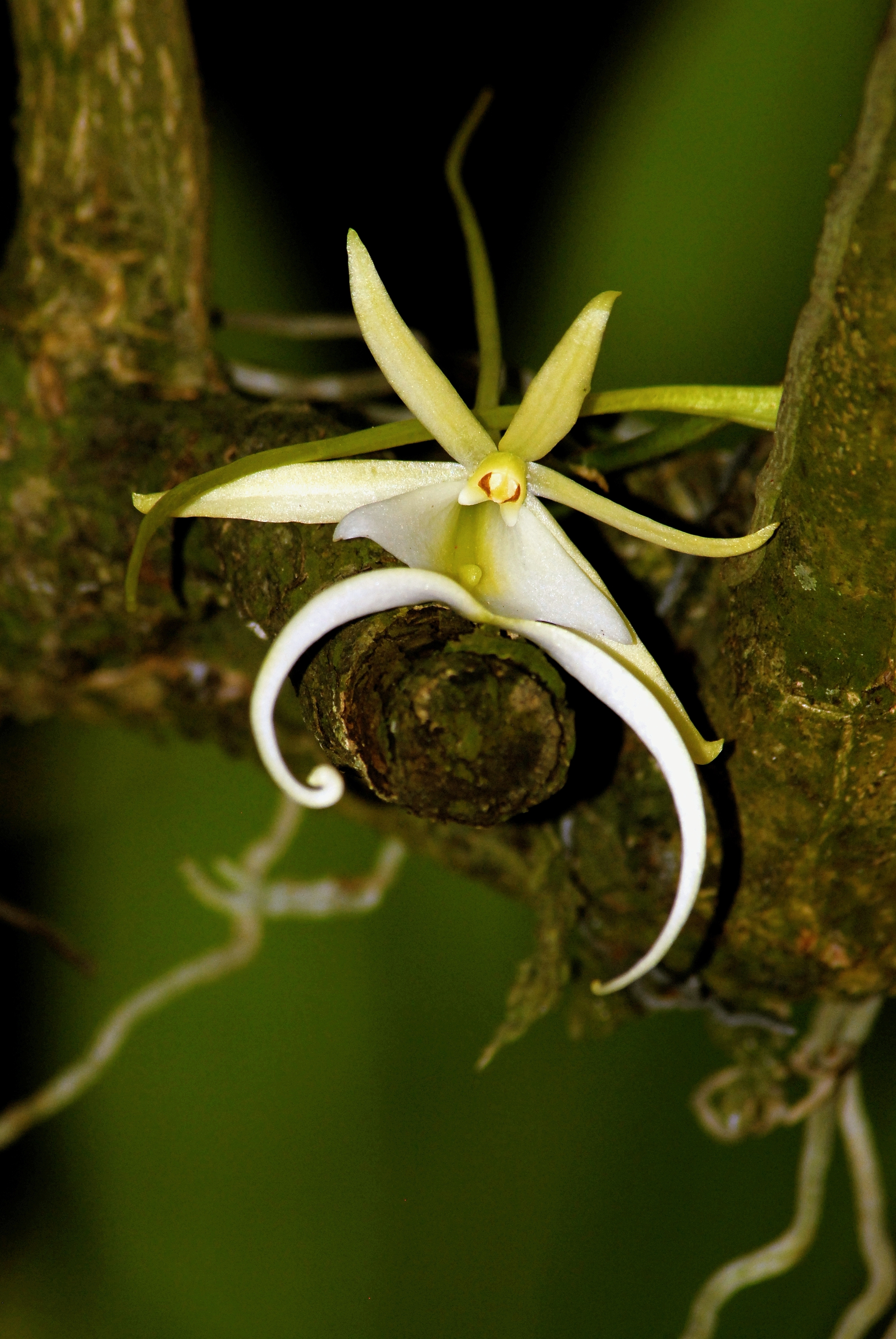 everglades plant spotlight: the ghost orchid - captain mitch's