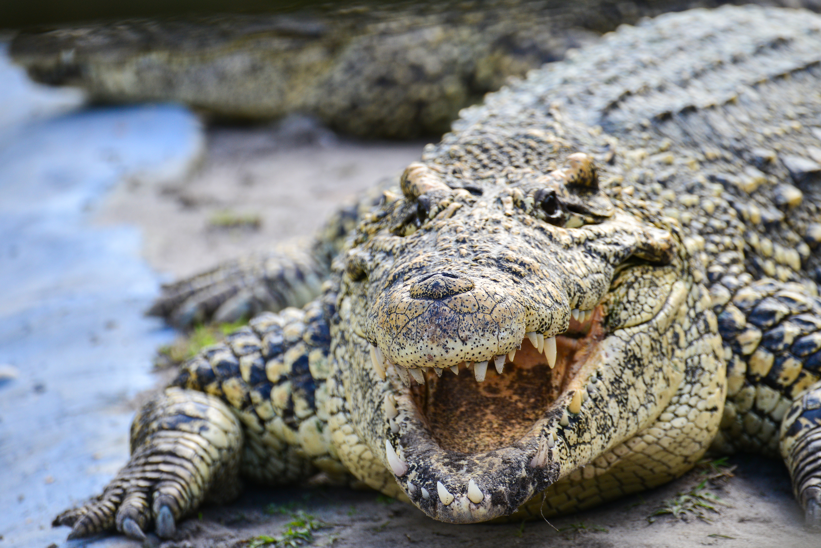 Invasive Species: Nile Crocodile - Captain Mitch's * Everglades Airboat  rides