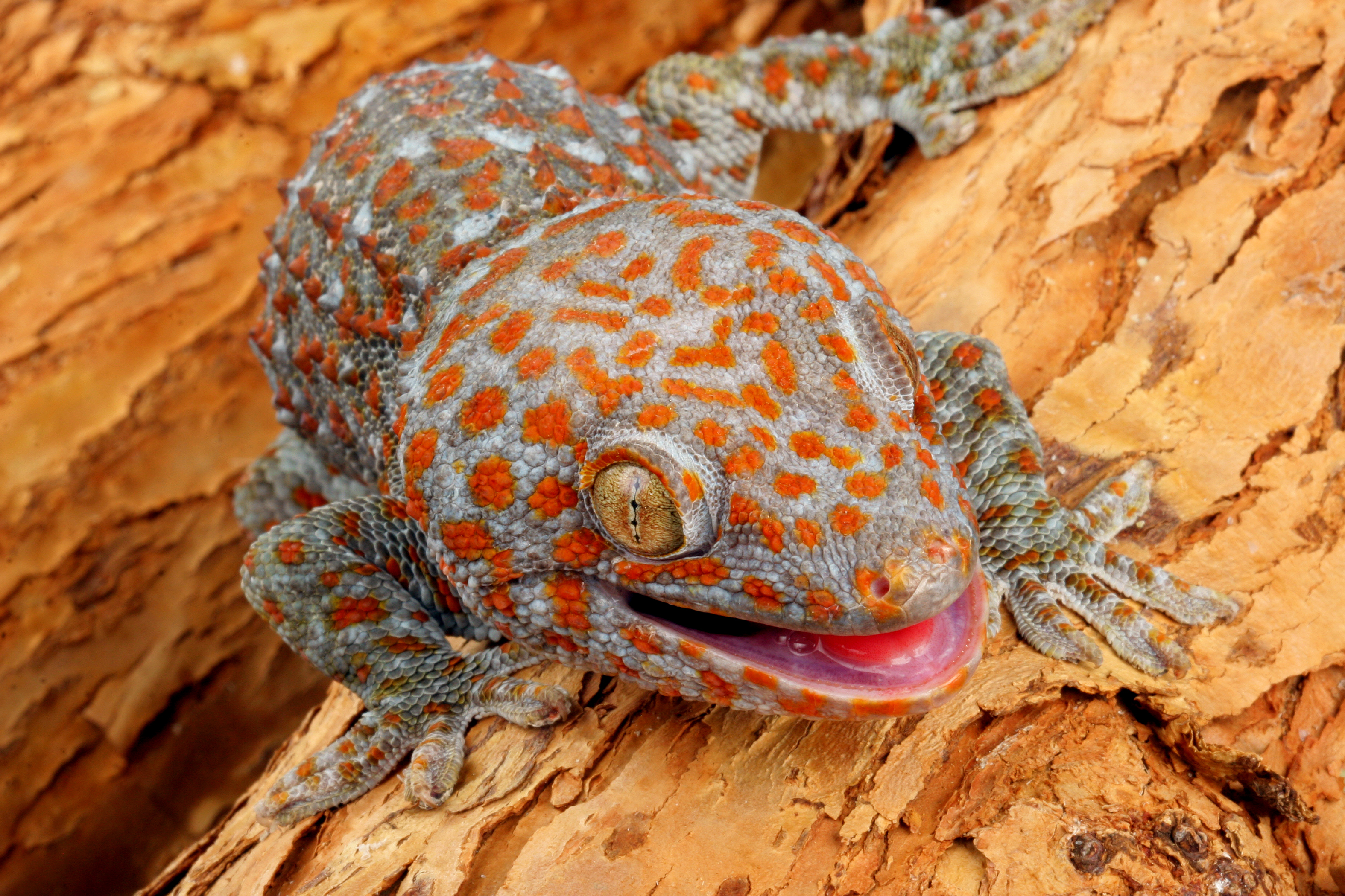 Everglades Reptile Spotlight Tokay Gecko Captain Mitchs