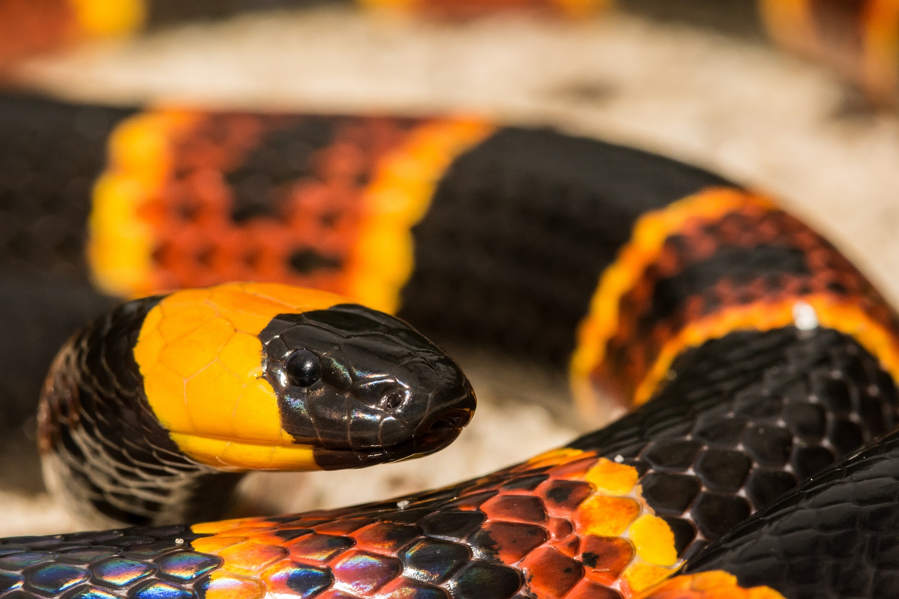 Coral Snake in Florida Everglades Holiday Park